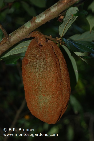 درخت کاکائوی وحشی معرفی درختان میوه